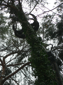 Bomen rooien dec 2009 8